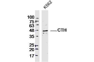 Lane 1: K562 lysates probed with CTH Polyclonal Antibody, Unconjugated  at 1:300 overnight at 4˚C. (CTH anticorps)