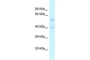 Image no. 1 for anti-Transforming Growth Factor, beta 3 (TGFB3) (AA 173-222) antibody (ABIN6747573) (TGFB3 anticorps  (AA 173-222))