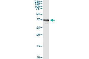 Immunoprecipitation of LCMT1 transfected lysate using anti-LCMT1 MaxPab rabbit polyclonal antibody and Protein A Magnetic Bead , and immunoblotted with LCMT1 purified MaxPab mouse polyclonal antibody (B01P) .
