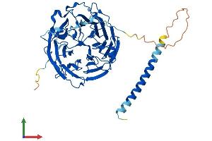 AlphaFold protein structure predicition of Mouse Recombinant Coro1b Protein, UniprotID Q9WUM3