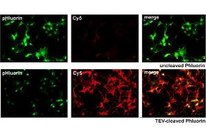 anti-TEV (Cut Protease Site) antibody