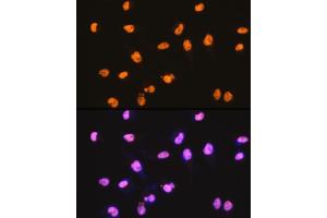 Immunofluorescence analysis of HeLa cells using SFPQ Rabbit mAb (ABIN7270547) at dilution of 1:100 (40x lens).
