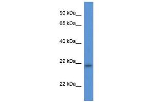 WB Suggested Anti-Tmem33 Antibody   Titration: 1. (TMEM33 anticorps  (Middle Region))