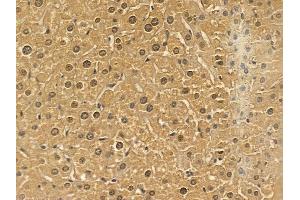 YBX3 Mouse Monoclonal Antibody at 1/100 staining mouse liver tissue by IHC-P. (CSDA anticorps)