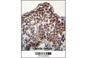 PQLC2 Antibody immunohistochemistry analysis in formalin fixed and paraffin embedded human testis tissue followed by peroxidase conjugation of the secondary antibody and DAB staining. (PQLC2 anticorps  (C-Term))