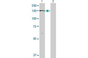 Western Blot analysis of BMPR2 expression in transfected 293T cell line by BMPR2 MaxPab polyclonal antibody.