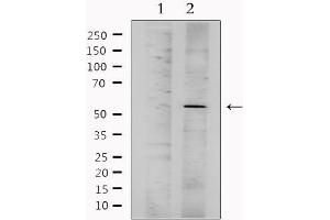 Western blot analysis of extracts from mouse lung, using CXCR7 Antibody. (CXCR7 anticorps  (Internal Region))