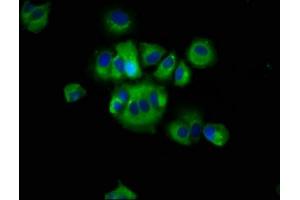 Immunofluorescence staining of MCF-7 cells with ABIN7168026 at 1:66, counter-stained with DAPI.
