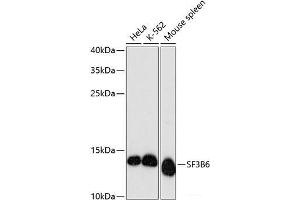 Western blot analysis of extracts of various cell lines using SF3B6 Polyclonal Antibody at dilution of 1:3000. (Pre-mRNA Branch Site Protein p14 (SF3B14) anticorps)