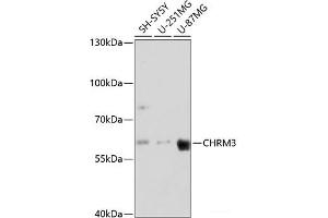 Western blot analysis of extracts of various cell lines using CHRM3 Polyclonal Antibody at dilution of 1:3000. (CHRM3 anticorps)