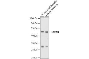 Western blot analysis of extracts of various cell lines, using NOXO1 antibody (ABIN6128330, ABIN6144758, ABIN6144759 and ABIN6214747) at 1:1000 dilution. (NOXO1 anticorps  (AA 121-370))