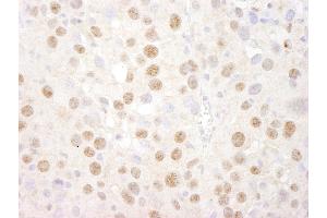 Immunohistochemistry (IHC) image for anti-cAMP Responsive Element Binding Protein 1 (CREB1) (AA 250-300) antibody (ABIN7448947)