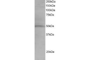 Image no. 1 for anti-Sorting Nexin 5 (SNX5) (AA 400-412) antibody (ABIN297687) (SNX5 anticorps  (AA 400-412))