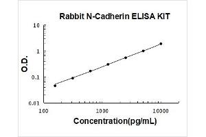 Cadherin 2 (CDH2) ELISA Kit