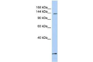 C21orf66 antibody used at 0. (PAX3 and PAX7 Binding Protein 1 (PAXBP1) (C-Term) anticorps)