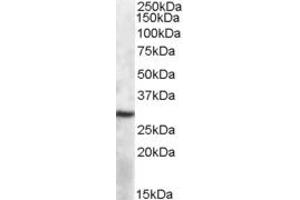 Western Blotting (WB) image for anti-Apolipoprotein B mRNA Editing Enzyme, Catalytic Polypeptide 1 (APOBEC1) (AA 24-37) antibody (ABIN343114) (APOBEC1 anticorps  (AA 24-37))