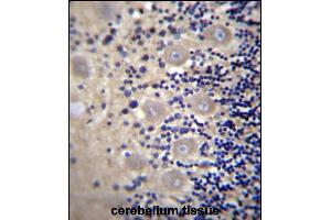 DRG1 Antibody (C-term) (ABIN656551 and ABIN2845813) immunohistochemistry analysis in formalin fixed and paraffin embedded human cerebellum tissue followed by DAB staining with peroxidase conjugation of the secondary antibody. (DRG1 anticorps  (C-Term))