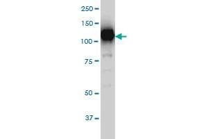 SIRT1 monoclonal antibody (M01), clone 7B7 Western Blot analysis of SIRT1 expression in Hela S3 NE . (SIRT1 anticorps  (AA 456-555))