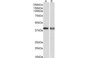 ABIN1782185 (0. (CAPG anticorps  (Internal Region))