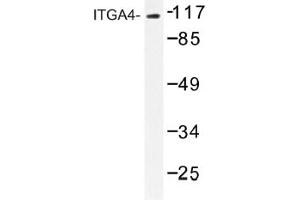 Image no. 1 for anti-Integrin alpha 4 (ITGA4) antibody (ABIN317659)