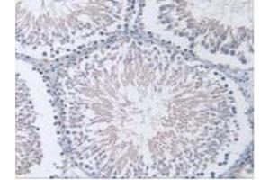 IHC-P analysis of Rat Testis Tissue, with DAB staining. (PPP2R4 anticorps  (Regulatory Subunit 4))