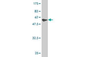 Western Blot detection against Immunogen (57.