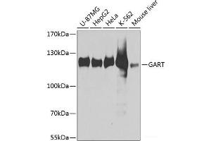 Western blot analysis of extracts of various cell lines using GART Polyclonal Antibody at dilution of 1:1000. (GART anticorps)
