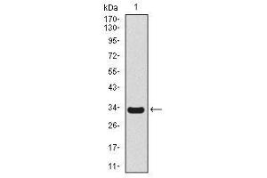 Image no. 1 for anti-Secretoglobin, Family 1A, Member 1 (Uteroglobin) (SCGB1A1) antibody (ABIN1491296) (SCGB1A1 anticorps)