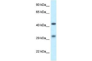 Western Blot showing SCARB2 antibody used at a concentration of 1 ug/ml against THP-1 Cell Lysate (SCARB2 anticorps  (N-Term))