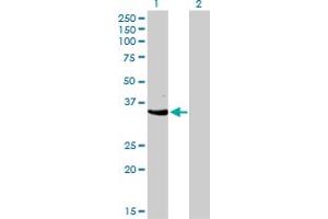 Western Blot analysis of CDK3 expression in transfected 293T cell line by CDK3 monoclonal antibody (M01), clone 3C12.