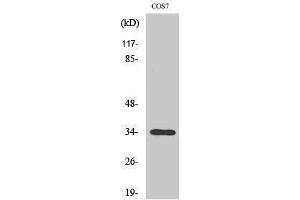 Western Blotting (WB) image for anti-Olfactory Receptor, Family 7, Subfamily A, Member 10 (OR7A10) (C-Term) antibody (ABIN3176643) (OR7A10 anticorps  (C-Term))