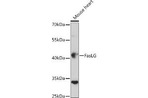 Western blot analysis of extracts of Mouse heart, using FasLG antibody (ABIN3020741, ABIN3020742, ABIN3020743, ABIN1512897 and ABIN6213701) at 1:500 dilution. (FASL anticorps  (AA 100-200))
