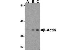 Western Blotting (WB) image for anti-Actin, beta (ACTB) (N-Term) antibody (ABIN1031270) (beta Actin anticorps  (N-Term))