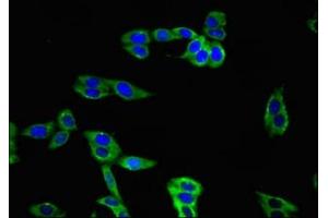 Immunofluorescent analysis of HepG2 cells using ABIN7171345 at dilution of 1:100 and Alexa Fluor 488-congugated AffiniPure Goat Anti-Rabbit IgG(H+L)