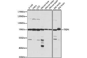 Western blot analysis of extracts of various cell lines, using TRIP4 antibody (ABIN7270824) at 1:1000 dilution. (TRIP4 anticorps  (AA 282-581))