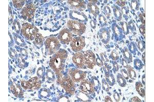 Image no. 1 for anti-Argininosuccinate Synthase 1 (ASS1) (N-Term) antibody (ABIN320629)