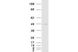 Validation with Western Blot
