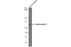 WB Image Mouse tissue extract (50 μg) was separated by 7. (Integrin Alpha2b anticorps  (Internal Region))