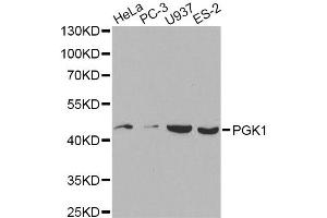 Western blot analysis of extracts of various cell lines, using PGK1 antibody. (PGK1 anticorps)