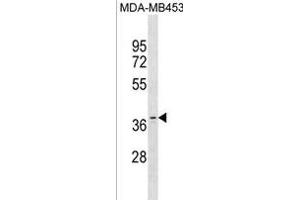 OR11A1 Antibody (C-term) (ABIN1881596 and ABIN2838712) western blot analysis in MDA-M cell line lysates (35 μg/lane). (OR11A1 anticorps  (C-Term))
