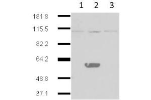 Western Blot of Mouse Anti-IDO2 antibody. (IDO2 anticorps)