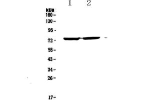 Western blot analysis of Egr1 using anti-Egr1 antibody .