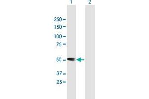 Western Blot analysis of RBMS1 expression in transfected 293T cell line by RBMS1 MaxPab polyclonal antibody. (RBMS1 anticorps  (AA 1-406))