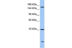 Western Blotting (WB) image for anti-Carboxypeptidase D (CPD) antibody (ABIN2459689) (CPD anticorps)