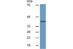 Rabbit Capture antibody from the kit in WB with Positive Control: Sample Human Hela Cells; .