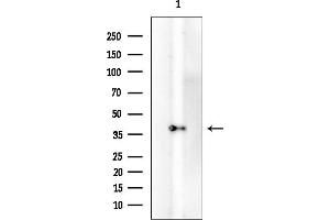 Western blot analysis of lysates from Rat lung, using Nucleophosmin Mouse Monoclonal Antibody at 1/1000 dilution.