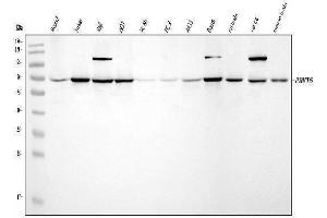 Western blot analysis of PRMT5 using anti-PRMT5 antibody (ABIN7600176).