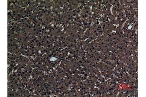 Immunohistochemistry (IHC) analysis of paraffin-embedded Human Liver, antibody was diluted at 1:100.