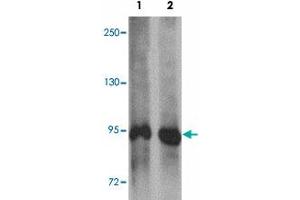 Western blot analysis of SYNPO in rat brain tissue lysate with SYNPO polyclonal antibody  at (1) 1 and (2) 2 ug/mL. (SYNPO anticorps  (C-Term))