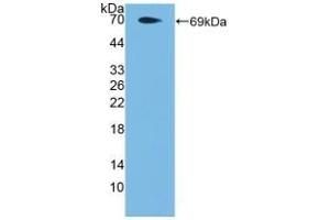 Detection of Recombinant PAR4, Human using Polyclonal Antibody to Protease Activated Receptor 4 (PAR4) (F2RL3 anticorps  (AA 48-385))